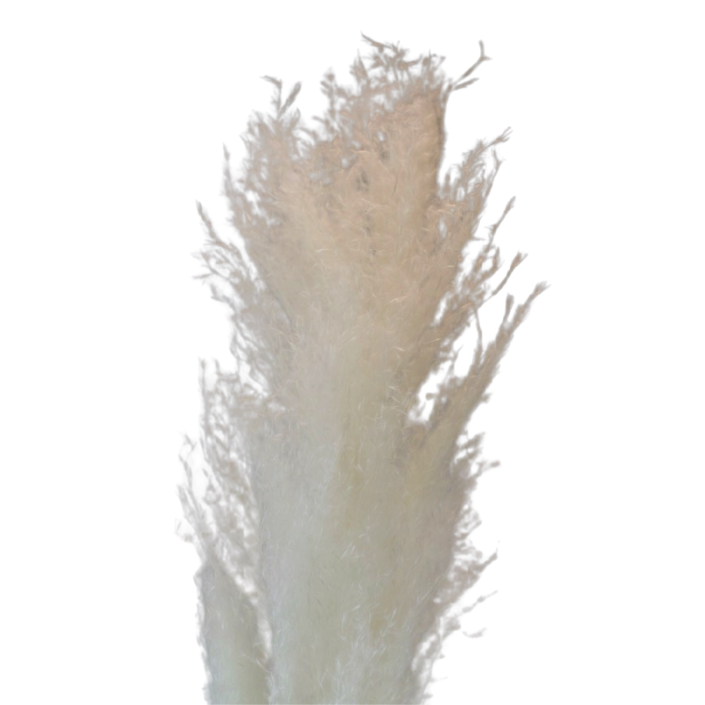 Лапчатка кустарниковая Крем Брюле